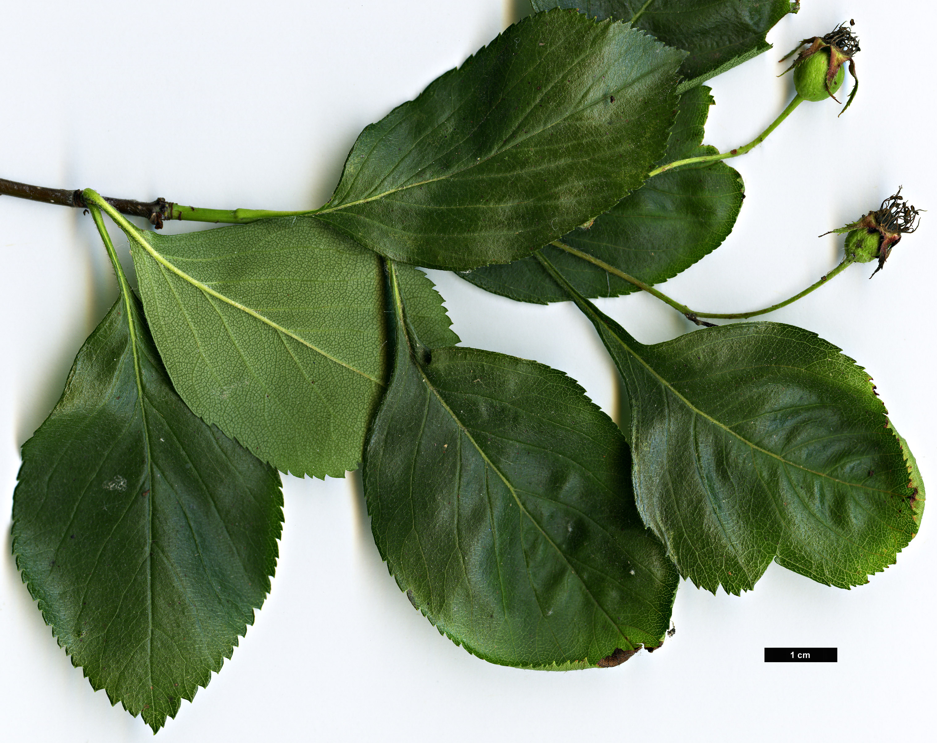High resolution image: Family: Rosaceae - Genus: Crataegus - Taxon: ×simulata (C.calpodendron × C. crus-gallii)